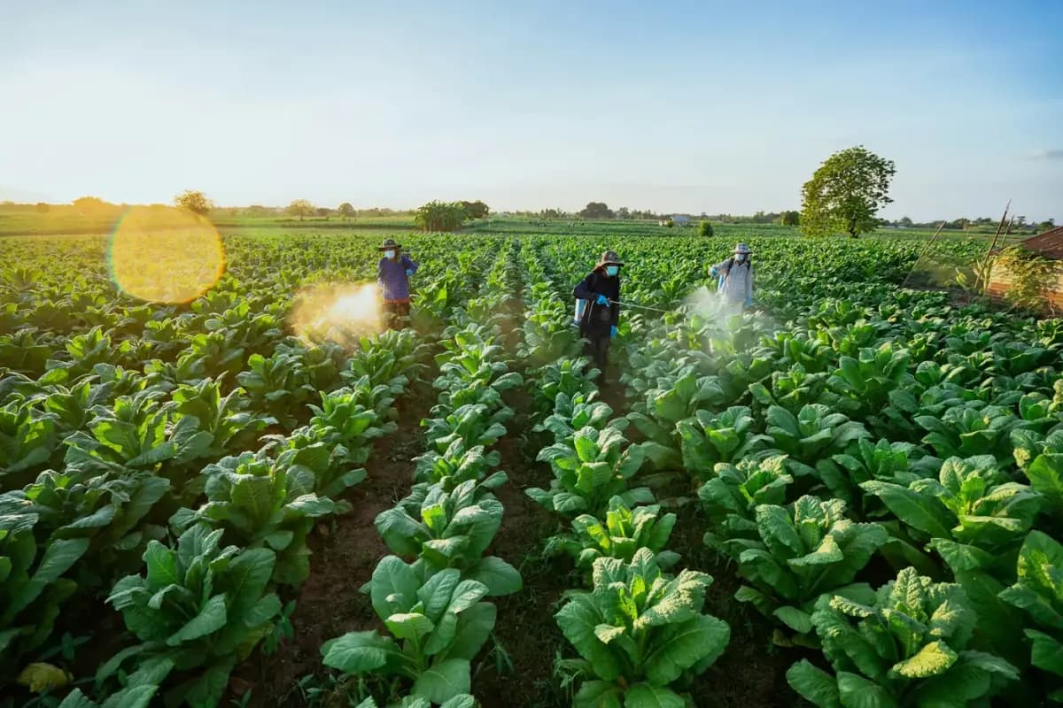 Crop-protection team applying treatment to field plants with protective equipment