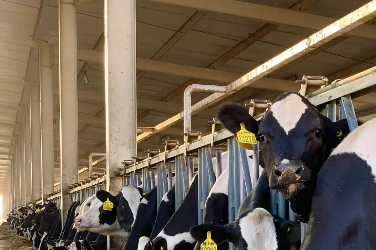 Dairy cattle standing together inside a modern working barn